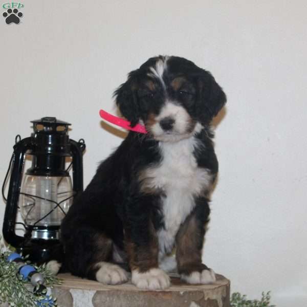 Snowdrop, Bernedoodle Puppy